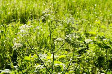 white flowering plant of a caraway in a meadow