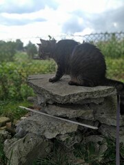  cats  catsofinstagram  cat  catstagram   catlover  catlovers  instacat  meow  pets  catlife  kittens  kitten  kitty  catoftheday  cute  love  world  pet   animals  lovecats  cutecats  catsagram © Marta