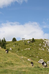 cows in the mountains, krowy w gorach, cows © AMTM