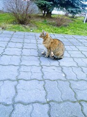 Obraz premium #cats #catsofinstagram #cat #catstagram #catlover #catlovers #instacat #meow #pets #catlife #kittens #kitten #kitty #catoftheday #cute #love #world #pet #animals #lovecats #cutecats #catsagram