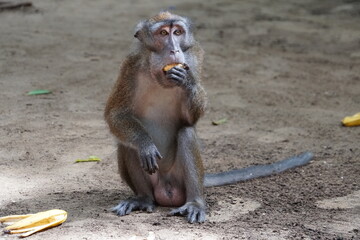Macaca fascicularis. The Javanese mama eats a yellow ripe banana