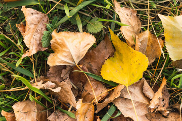 dry autumn leaves with a yellow leaf