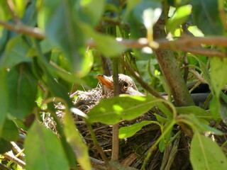 OISEAU SUR SON NID