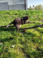 #cats #catsofinstagram #cat #catstagram  #catlover #catlovers #instacat #meow #pets #catlife #kittens #kitten #kitty #catoftheday #cute #love #world #pet  #animals #lovecats #cutecats #catsagram