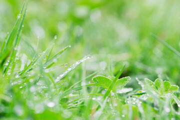 young fresh green grass with wet leaves summer background shallow depth of field 
