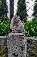  cats  catsofinstagram  cat  catstagram   catlover  catlovers  instacat  meow  pets  catlife  kittens  kitten  kitty  catoftheday  cute  love  world  pet   animals  lovecats  cutecats  catsagram © Marta