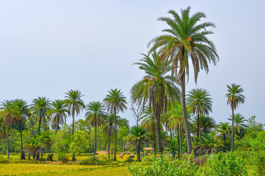 Date Palm Trees Are Looking Beautiful View At Outdoor. © Srijeet Dash