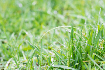 young grass sprouts after rain - fresh summer background