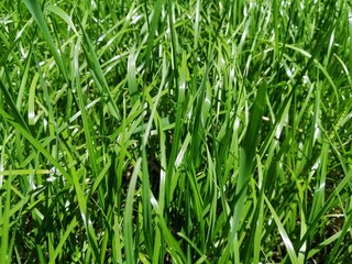 green juicy grass in the sun