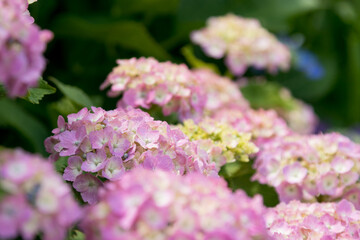 紫陽花の花　東京都葛飾区　日本