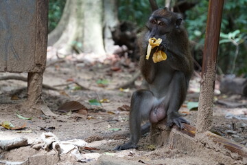 Macaca fascicularis. The Javanese mama eats a yellow ripe banana.