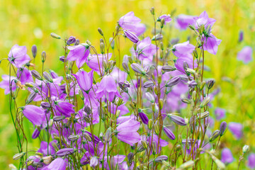 bellflowers or campanula on yellow grass background