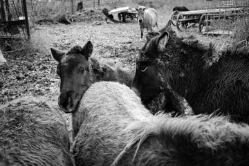 A group of donkeys in black and white