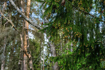 Branches of an adult spruce hang from the top right against the background of a dense forest. Beige-brown flowers are seen at the ends of the branches.