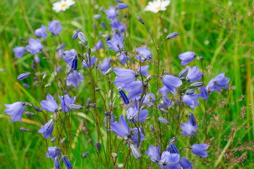 Blue bellflowers or campanula on blossom meadow