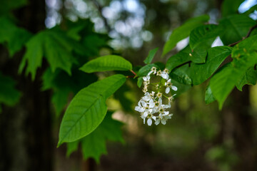 Blooming bird cherry (lonely flower) on one branch hanging to the right against a dark green forest, bushes and trees.