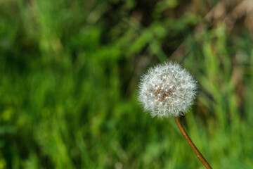 A lone dandelion with ripened seeds grows on the right against the background of dense green grass.