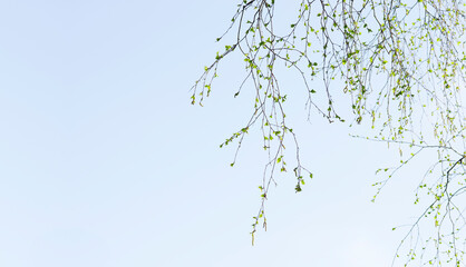 fresh tender young birch twigs down in the right edge of the frame and leave space for text