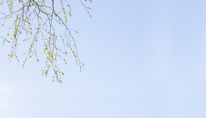 fresh tender young birch twigs down in the left edge of the frame and leave space for text - detail