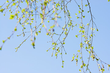 Obraz premium a whirlwind of young buds and birch leaves against the background of a cloudless blue sky