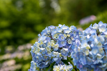 紫陽花の花　東京都葛飾区　日本