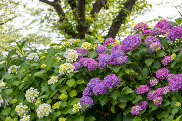 紫陽花の花　東京都葛飾区　日本