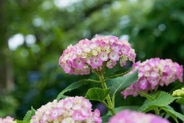 紫陽花の花　東京都葛飾区　日本