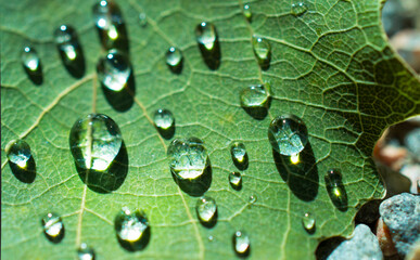 water drops on leaf with focus on the right side