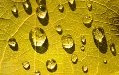water drops on yellow leaf close up