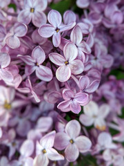 Naklejka na ściany i meble purple lilac flowers