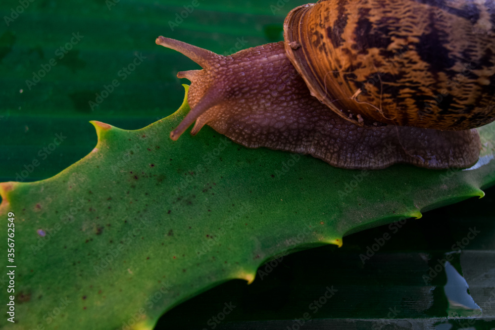 Wall mural snail on a leaf