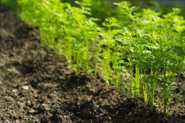 Beautiful row of carrots bushes shallow depth of field