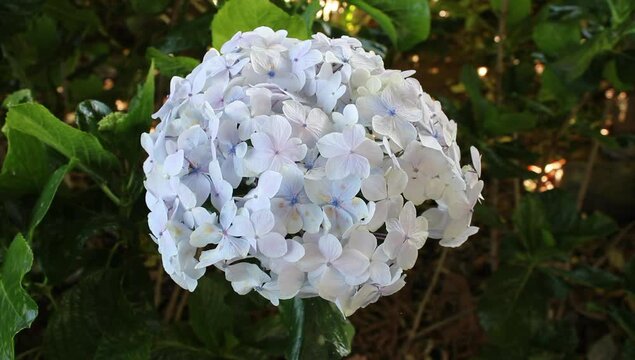 un ramo de flores 