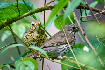 Song Thrush feeding juvenile ( Turdus Philomelos )