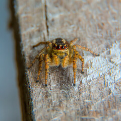 bright yellow spider close up