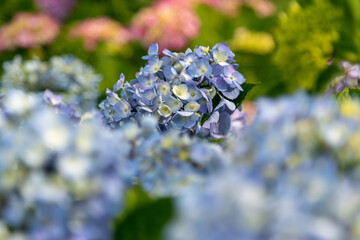 紫陽花の花　東京都葛飾区　日本