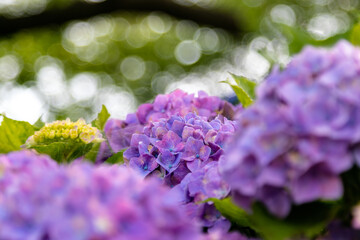 紫陽花の花　東京都葛飾区　日本