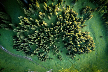 Mountain forest aerial view from a drone