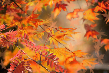 Fototapeta na wymiar Autumn background. Colorful red fall maple leaves and abstract sun light