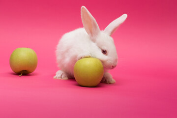 rabbit with the apple