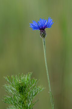niebieski pojedynczy kwiat chabru na zielonym rozmytym tle