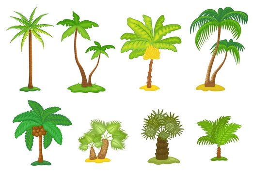 Set of tropical green palm trees cartoon icons, vector illustration isolated.