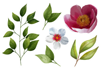 Set of watercolor elements of a collection of flowers of blooming pink peony, cherries, leaves, branches, botanical illustrations isolated on a white background.