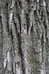 bark of tree