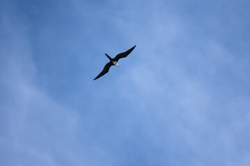 Obraz premium Flying Bird