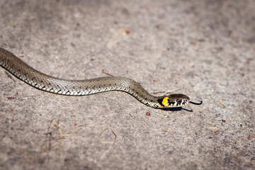 
little snake creeping on the ground