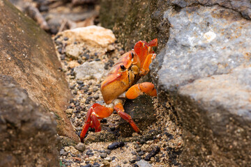 Climbing Crab