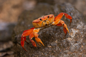 Fototapeta na wymiar Red Crab
