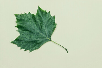 a green maple leaf lies isolated on a light background close-up.