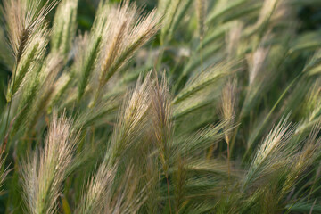 Summer sunny background with spikelets.